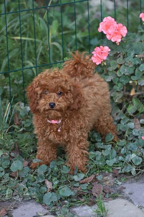 Дівчинка той пудель ред браун