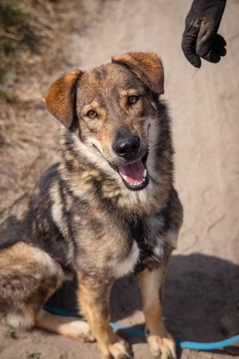 Spokojny łagodny Drago szuka domku