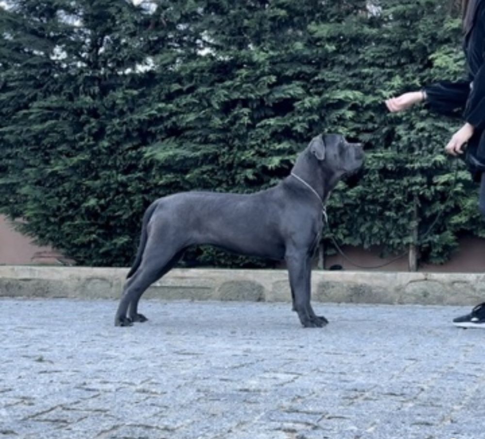 Cachorro cane corso italiano