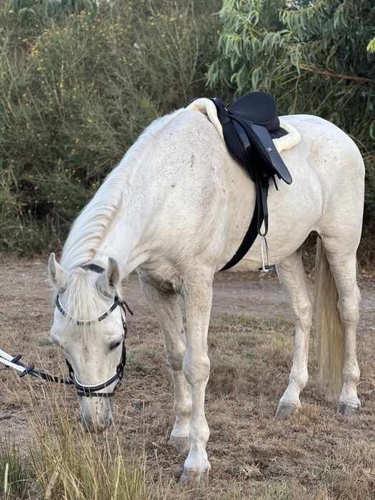 Sela de cavalo ensino como nova