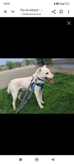 Biały Kosmo czeka na dom!