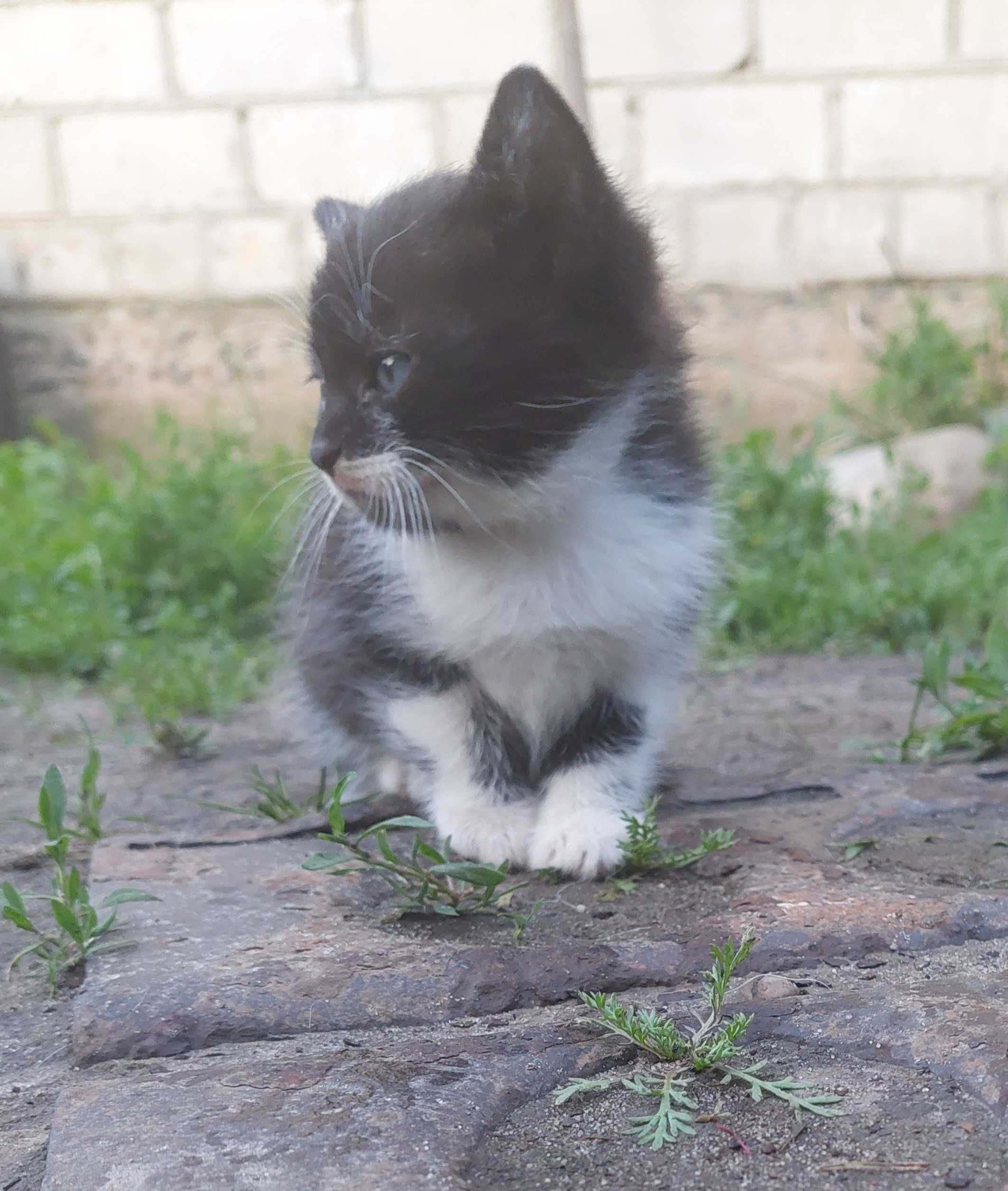 Кіт, киця, котики, кошенята