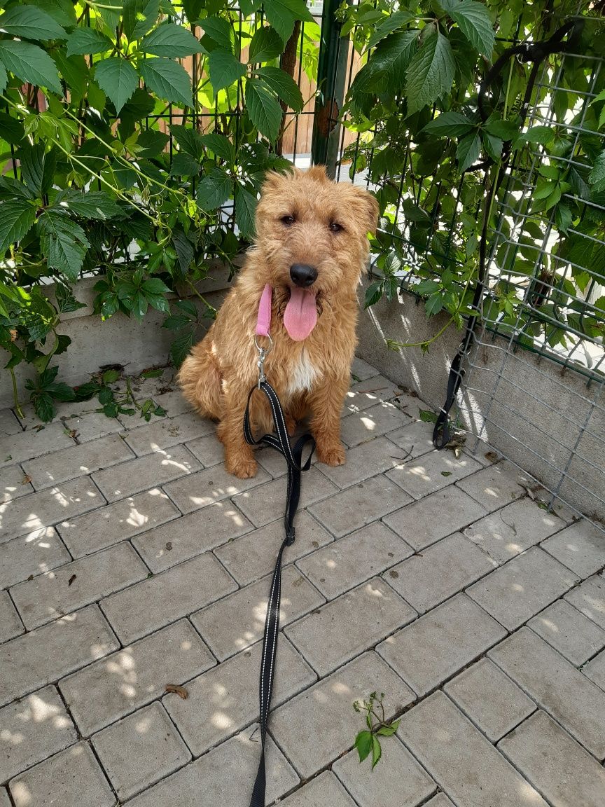 Śliczny młody piesek w typie teriera Toffi do adopcji ze schroniska.