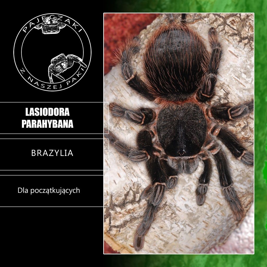 Lasiodora parahybana 2,5-3 DC
