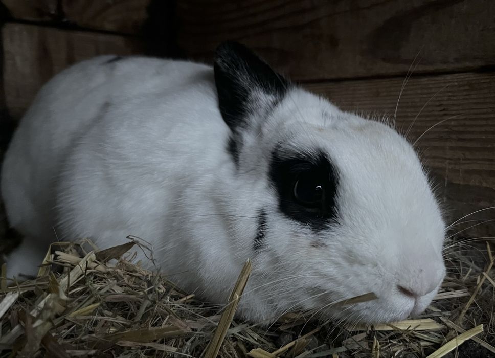 Sprzedam kroliczki miniaturki