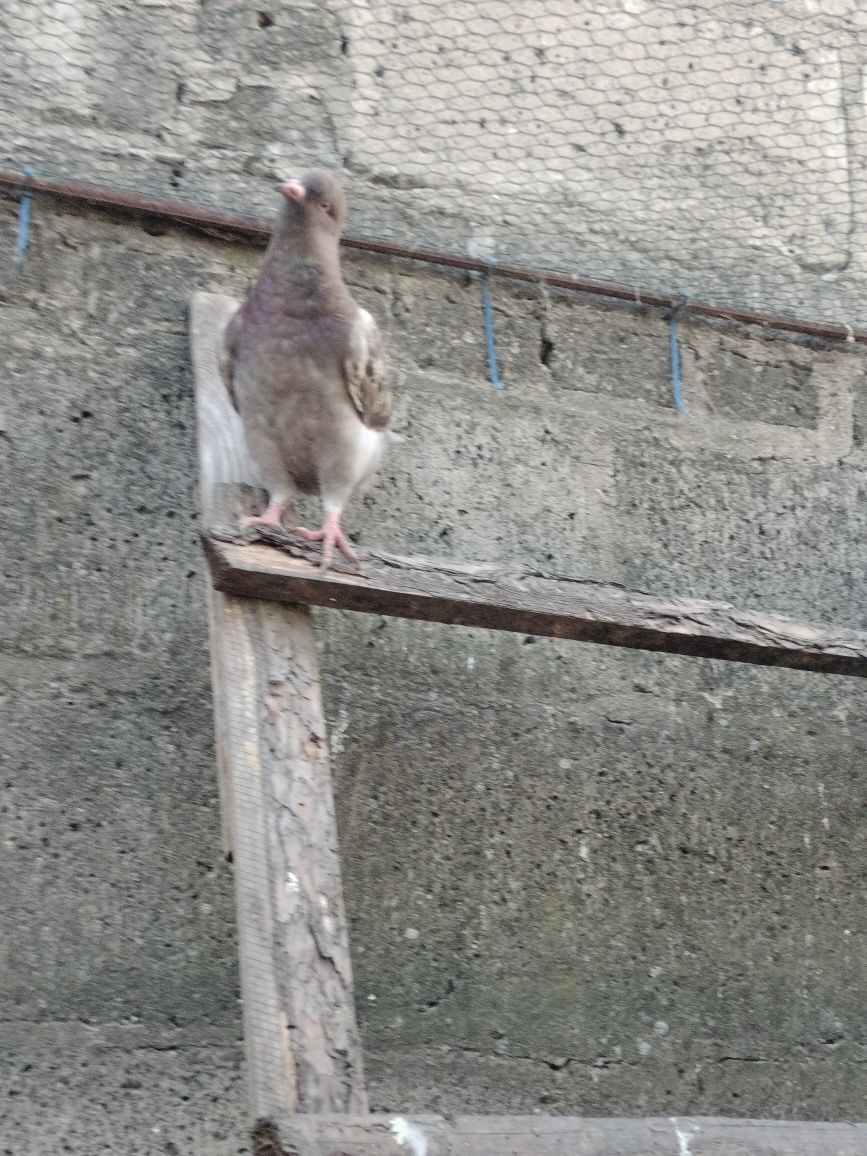Sprzedam młode kingi