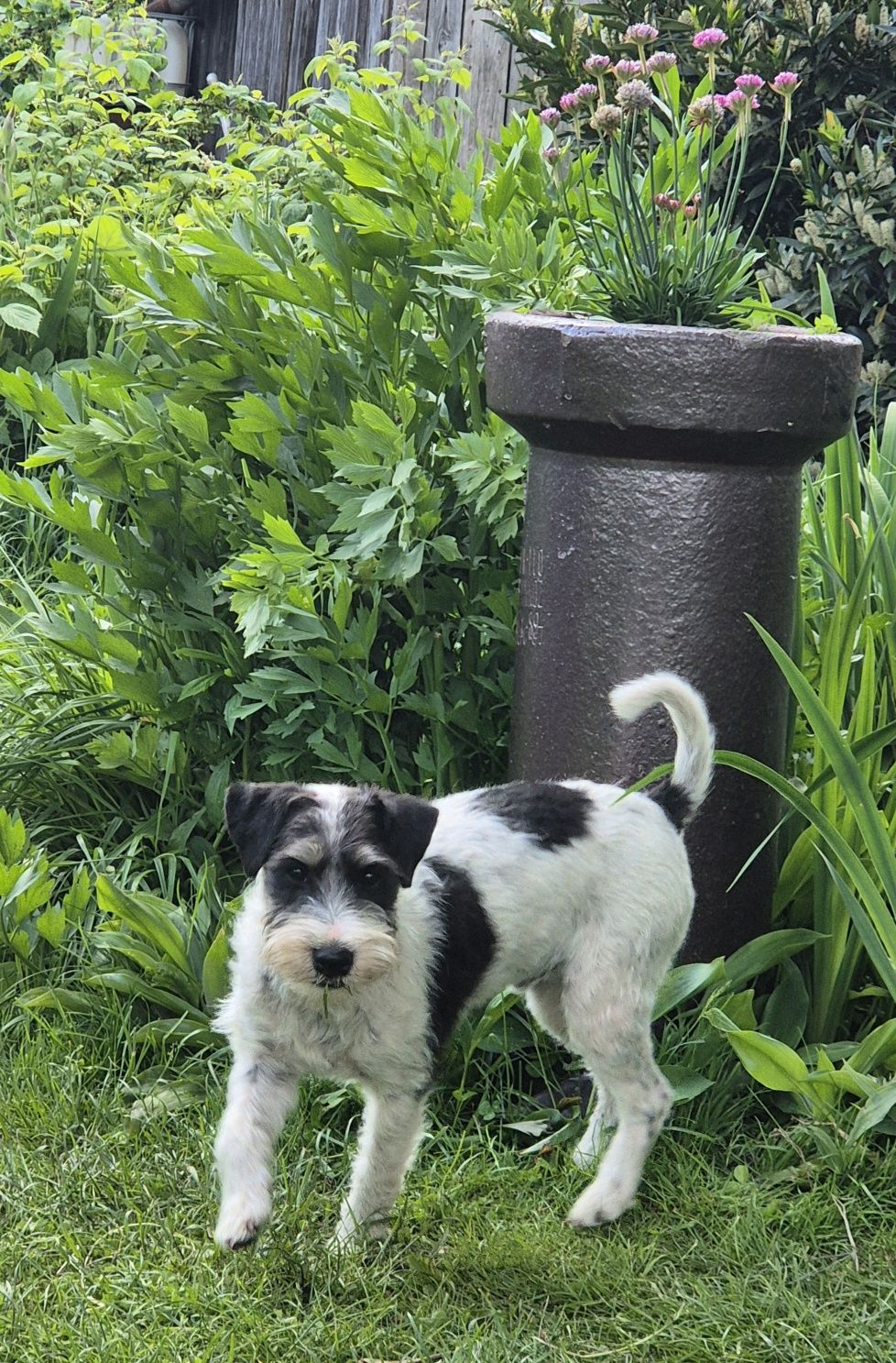Parson Russell Terrier