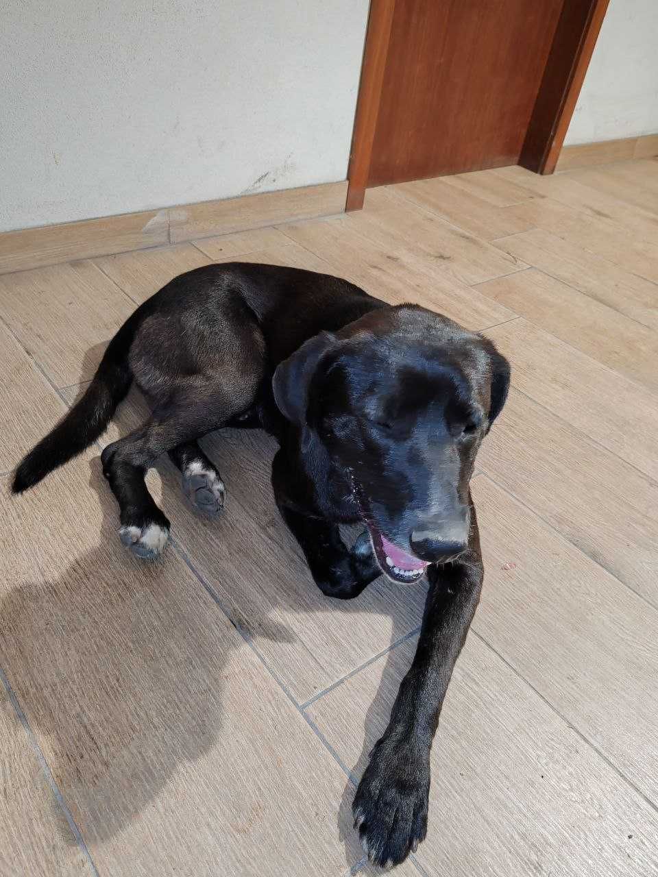 Cão para adoção (com chip e vacinas)