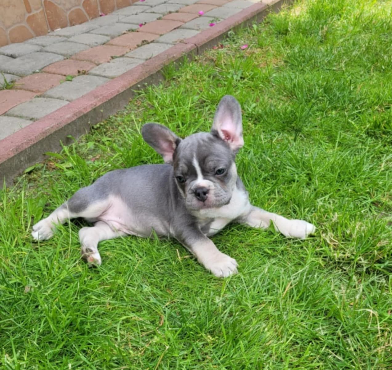 Buldog Francuski