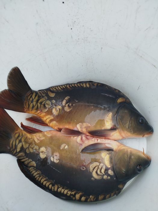 Karp handlowy                            .