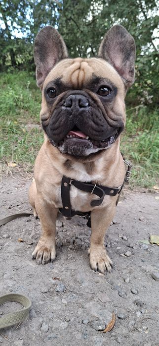 Вязка Французского бульдога