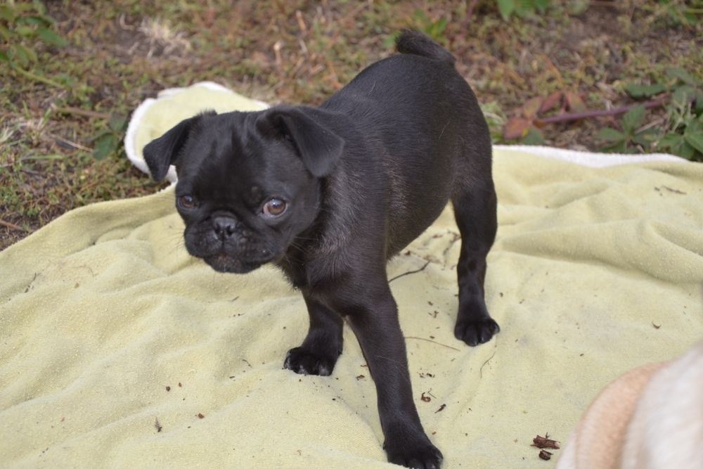 Продам цуценя мопса