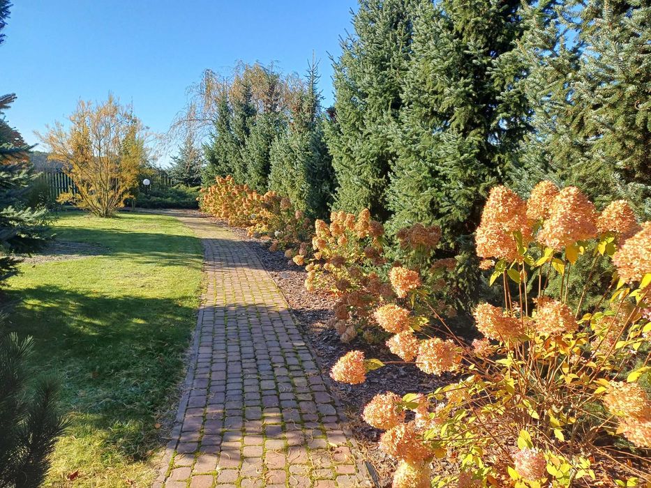 usługi ogrodnicze jesienne sprzątanie ogrodów - niedrogo