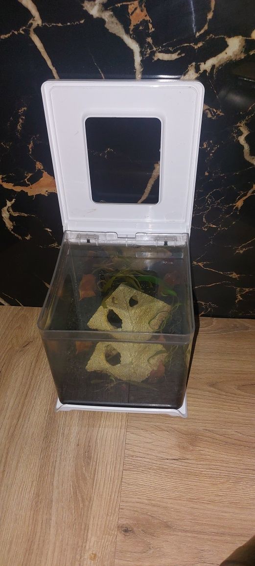 Mini akwarium z rybkami