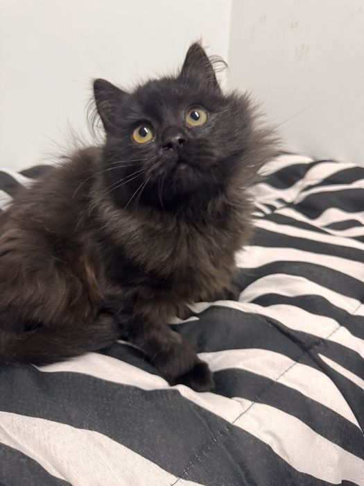 Бруно шукає родину