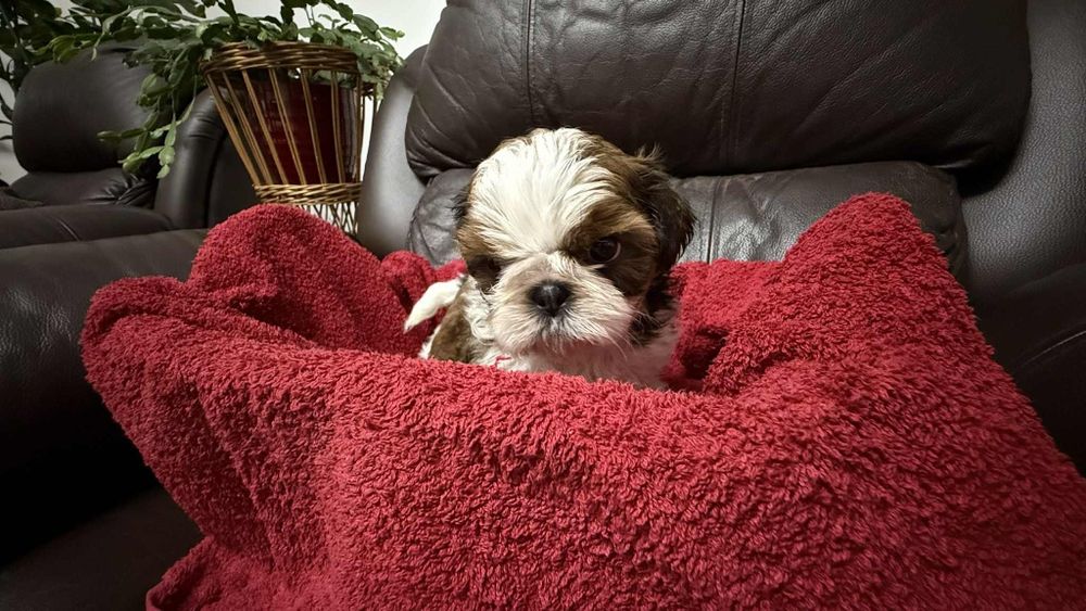 Shih tzu z rodowodem dziewczynka