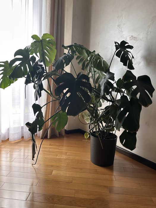 Kwiaty doniczkowe domowe