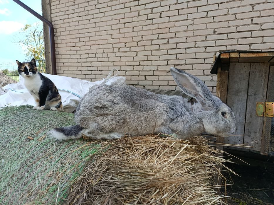 Olbrzym belgijski samiec