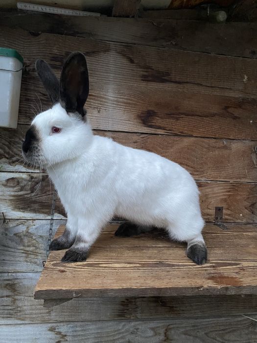 samice kalifornijski czarny