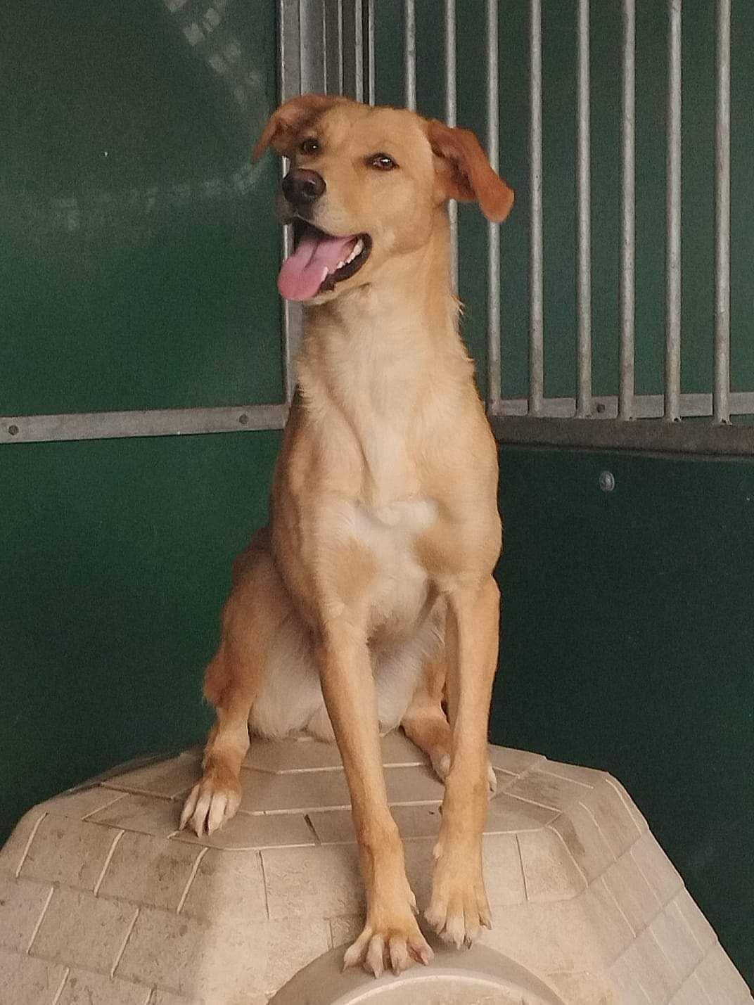 BRÓCULO (Macho, 1 Ano, Porte Medio) Para Adopção