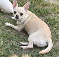 5 letnia Chihuahua Megi szuka spokojnego domku