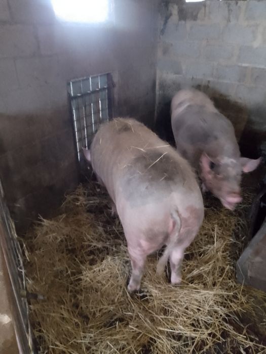 Продаються кабанчики м'ясної породи