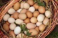 Świeże jajka wiejskie