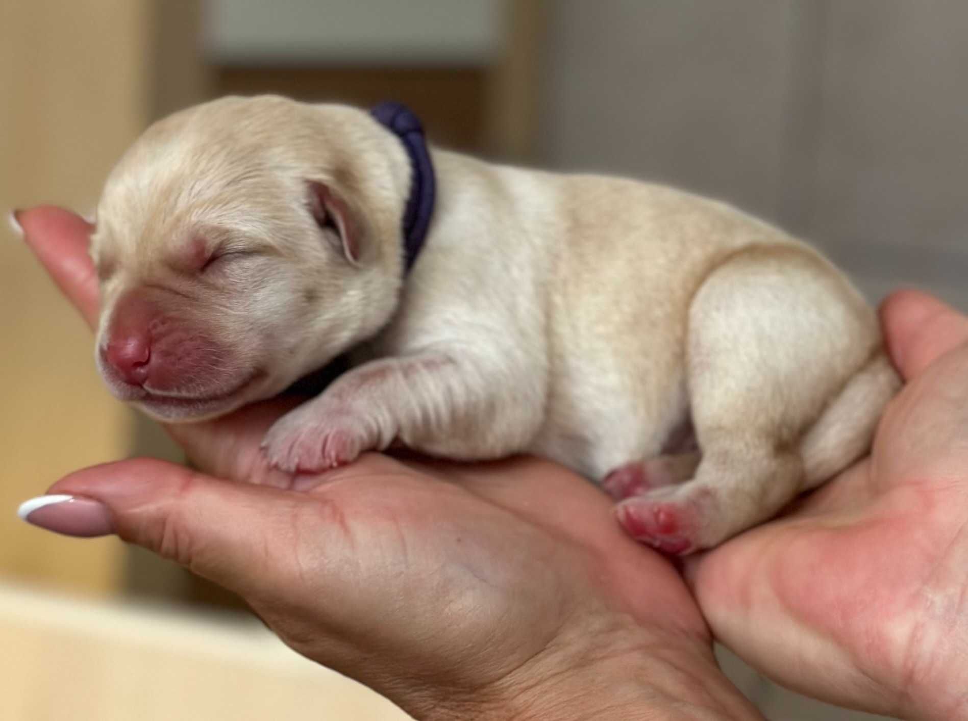 Labrador Retriever FCI, żółte szczenie po doskonałych rodzicach!