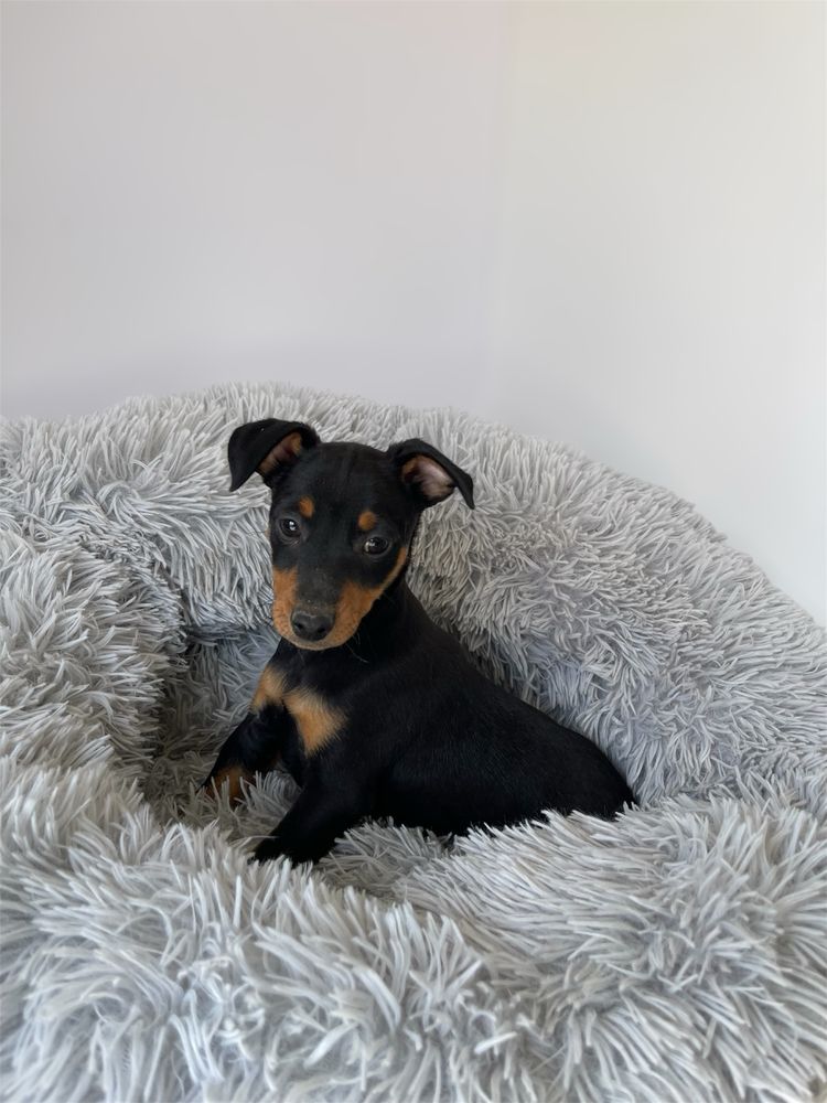 Pinscher com dois meses
