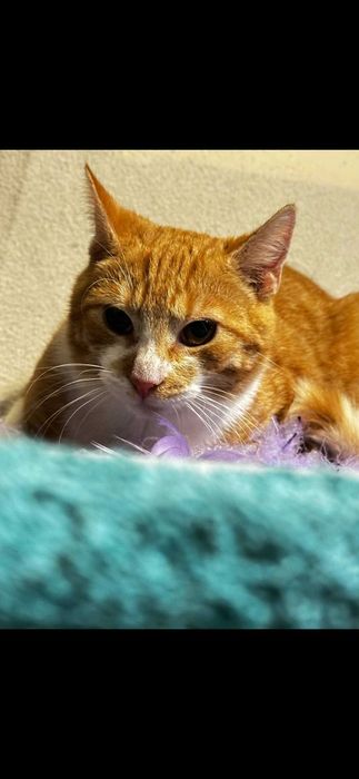 Cudowne 7 msc kocurki szukaja domków