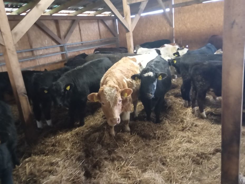 Byki na opas odsatki