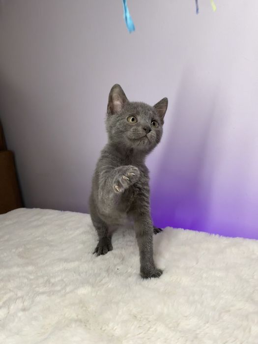 Кошеня, котеня, котик, котенок, кіт, кішка