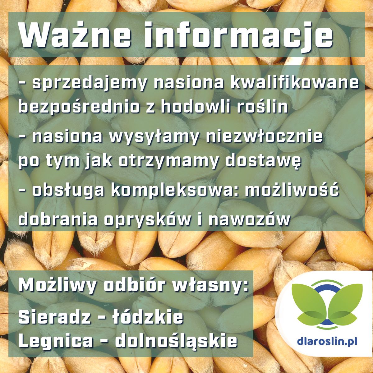Pszenica ozima Argument, C1, opak. 50kg | dlaroslin.pl
