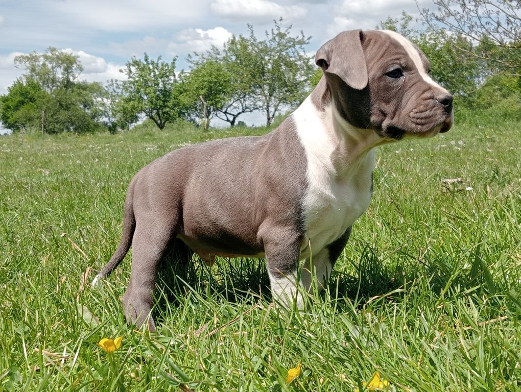 Amstaff blue chłopaki