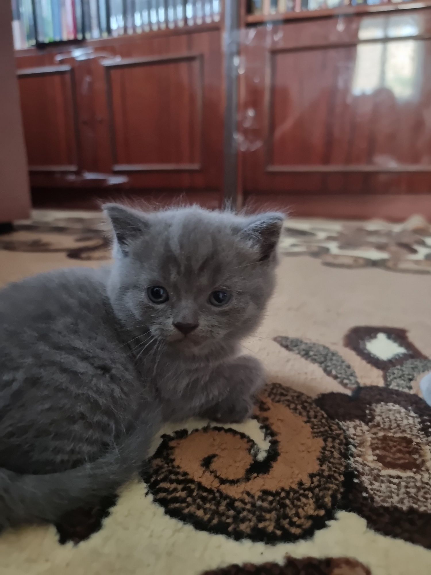 Кошенята Британські та шотландські!