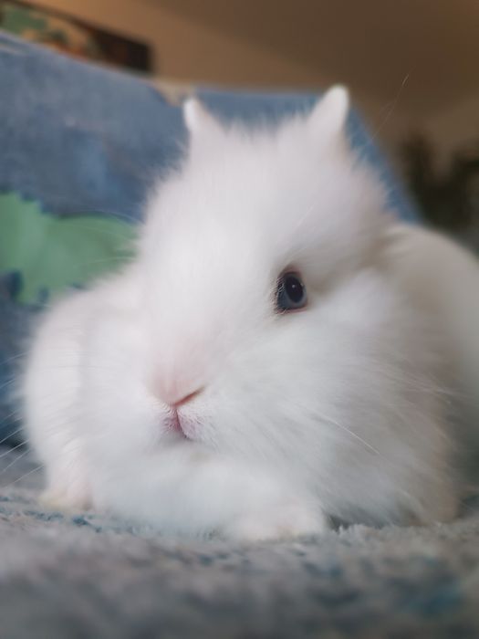 Chłopczyk królik miniaturka Teddy króliczek karzełek
