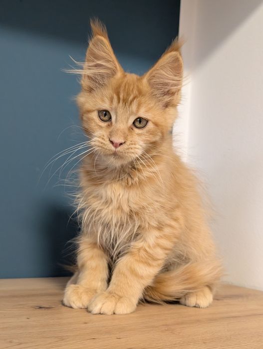 -RZERWACJA- Chester  rudy kocurek Maine Coon. Zapraszamy