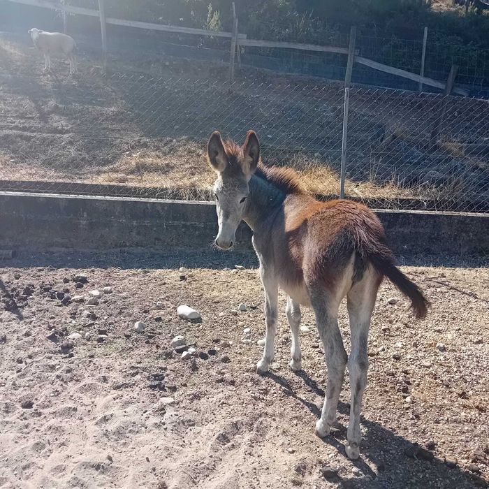 Burra de 6 meses em fase de desmame