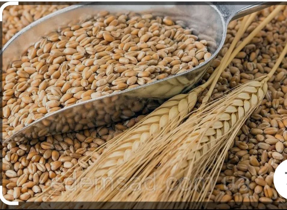 Продам пшеницю дві тонни