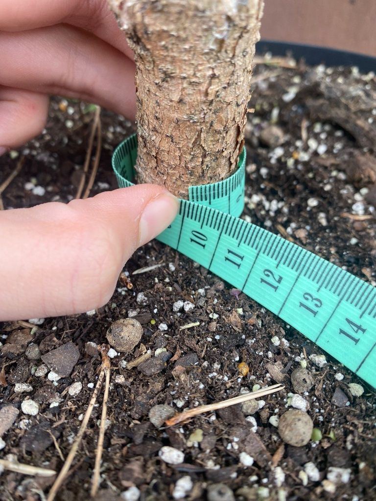 Pre-bonsai Sosna