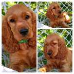 Złoty piesek Cocker spaniel – rodowód SWKPiR, gotowy do odbioru