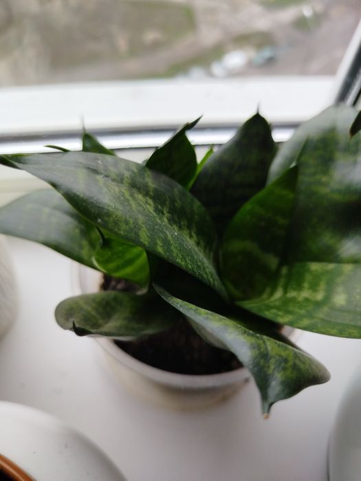 Продам сансевієрію