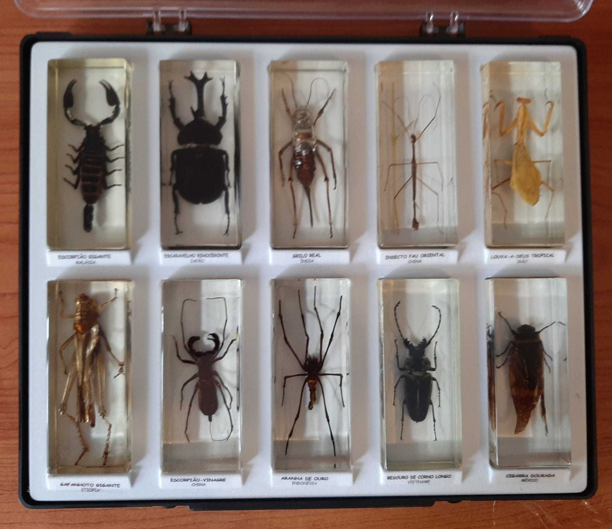 Coleção Bichos - National Geographic