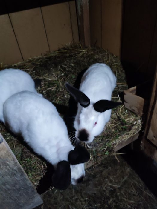 Króliki kalifornijskie i baran francuski