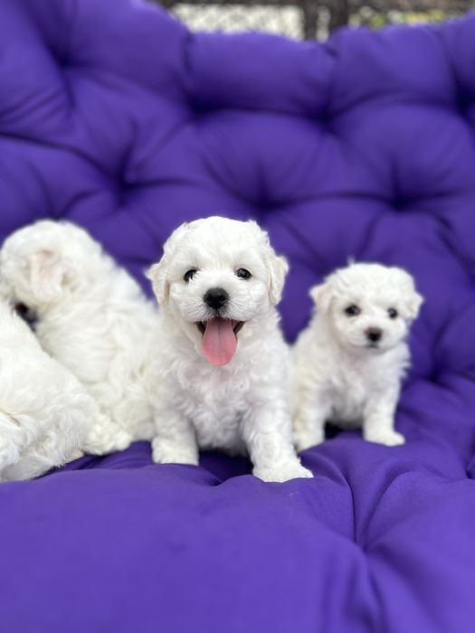 Цуценята бішон фрізе щенки бишон фризе bichon frise документи КСУ