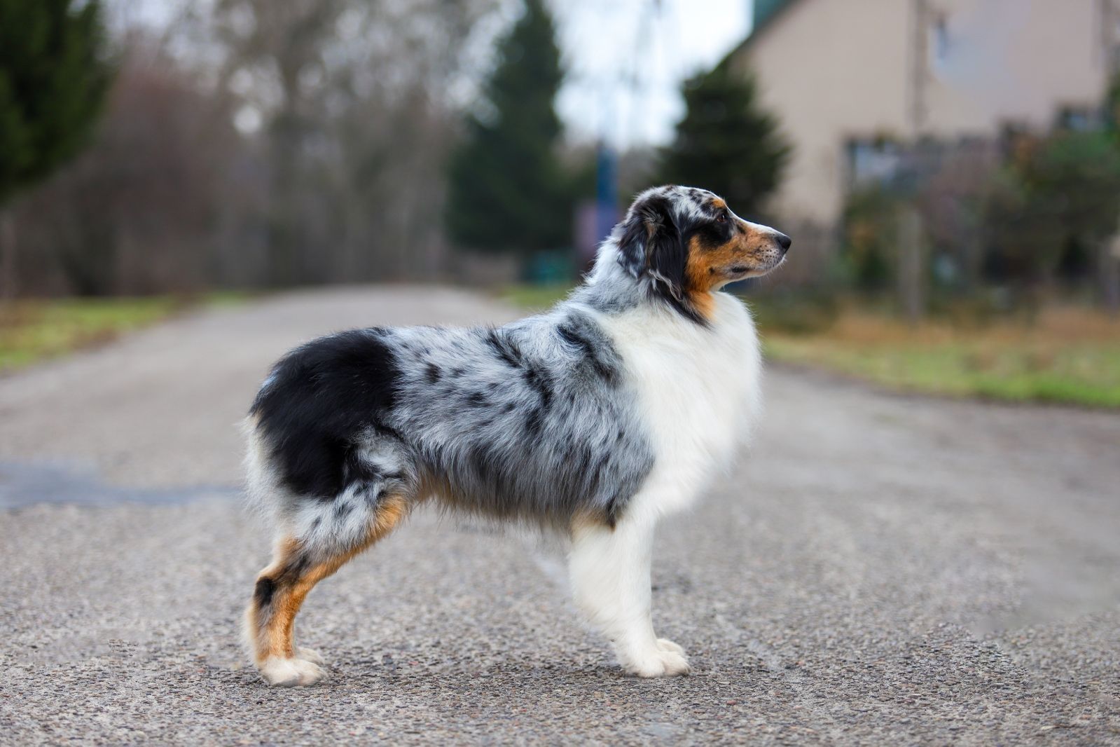 Owczarek Australijski - Aussie. Piesek black tri