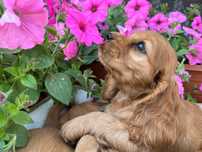 Piesek Cocker spaniel  -  Hodowla MiAmore