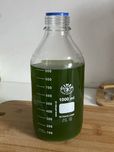 Algi glony żywe Chlorella Vulgaris
