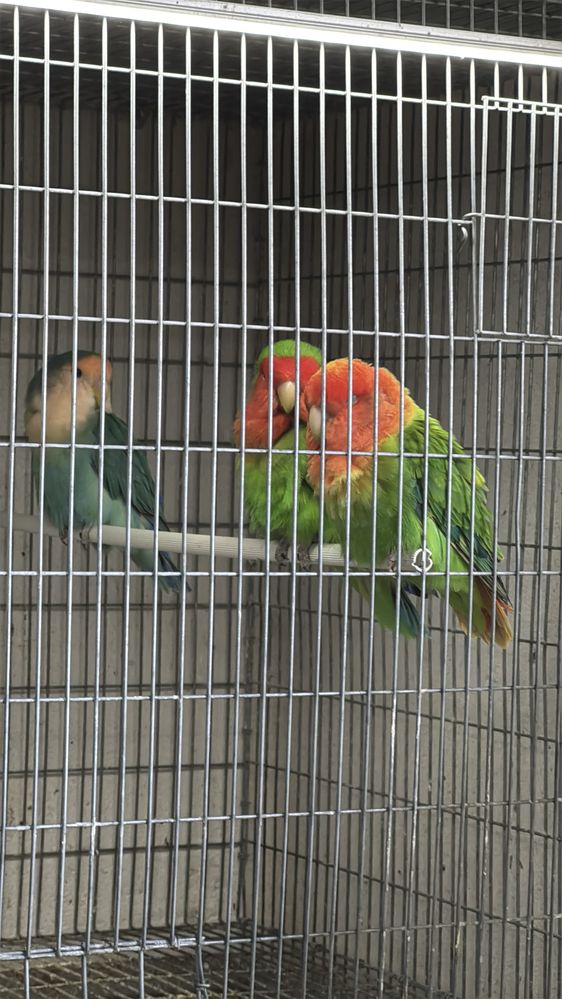Agapornis roseicollis