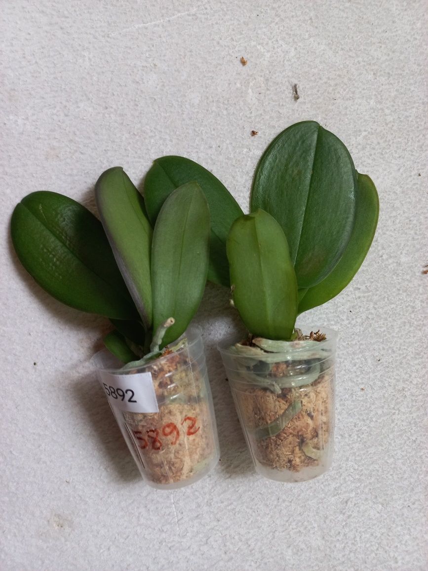 Орхідея Phal 5892 Ever Spring King × OX Black, квіти 8 см, 1.7 (мох)